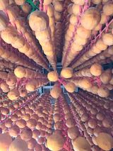 팜모닝 · 게시글 이미지