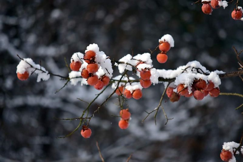 홍상옥님의 장터 판매 상품 [반건시 곶감] 첨부 사진