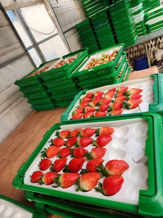 논산. 이순자님의 딸기 · 수확 작성글 사진