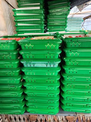 논산. 이순자님의 딸기 · 수확 작성글 사진