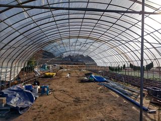 서산 밀집모자님의 콩 · 자유게시판 작성글 사진