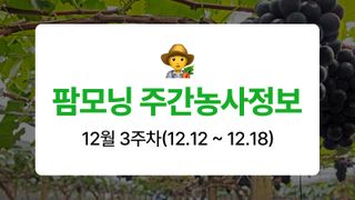 포도 농사도우미님의 포도 · 농사길잡이 작성글 사진