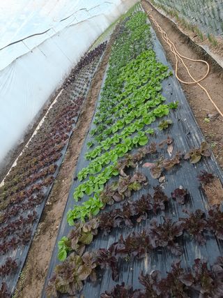 김성식님의 상추 · 자유게시판 작성글 사진