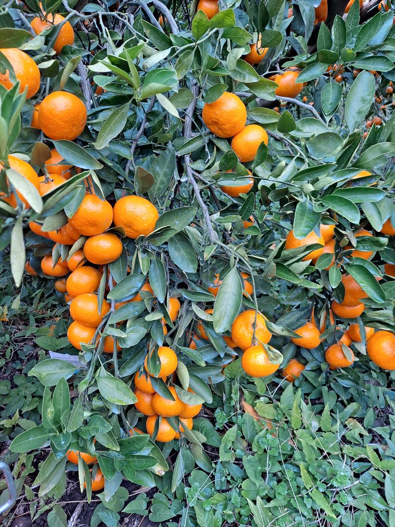 장터 상품 [조생귤10kg] 썸네일