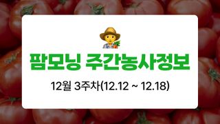 토마토 농사도우미님의 토마토·자연재해•동물피해 작성글 사진