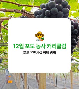 포도 농사도우미님의 포도 · 농사길잡이 작성글 사진