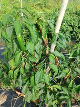 팜모닝 고추·병해충상담 게시글 이미지