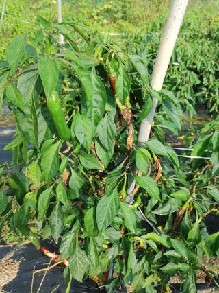 능안님의 고추 · 병해충상담 작성글 사진