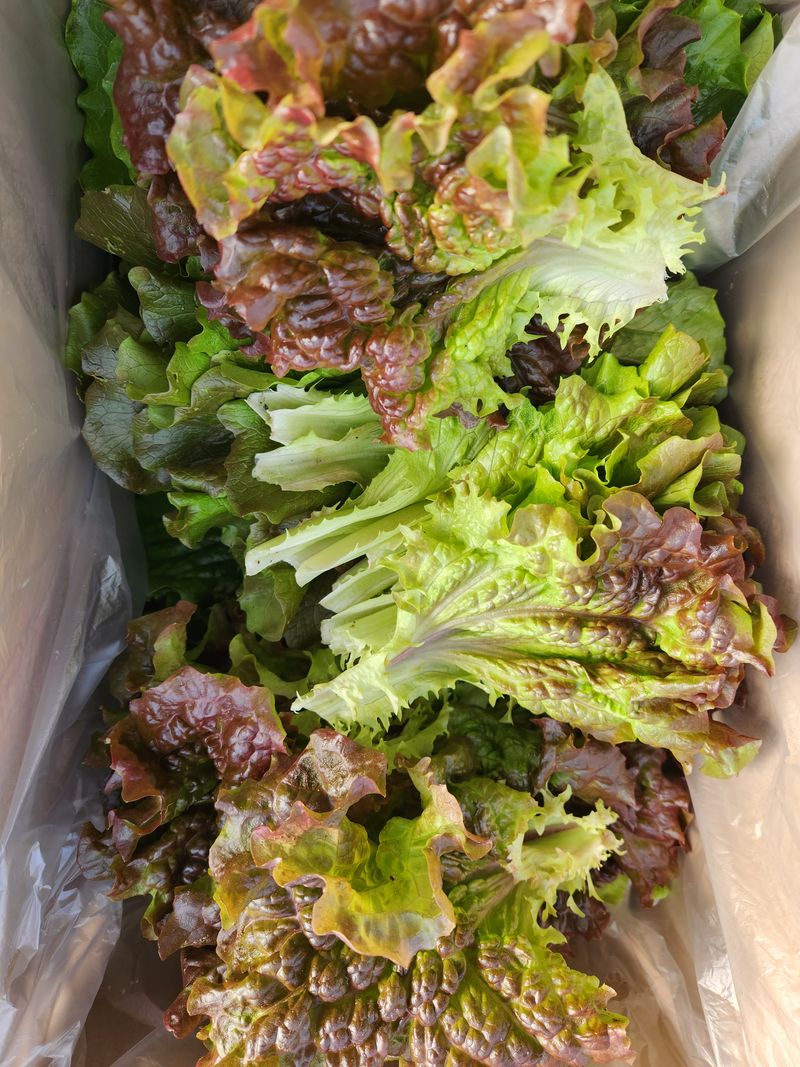 장터 상품 [적근대. 2키로. 적상추.500g아삭이생채500g. 택배포함] 썸네일