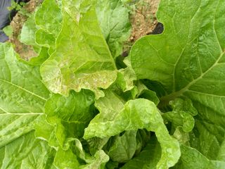 omany님의 배추 · 병해충상담 작성글 사진