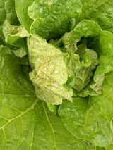 팜모닝 배추·병해충상담 게시글 이미지