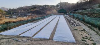 신재훈님의 마늘 · 일상 작성글 사진