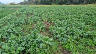 봉개부부농부님의 작성글 사진