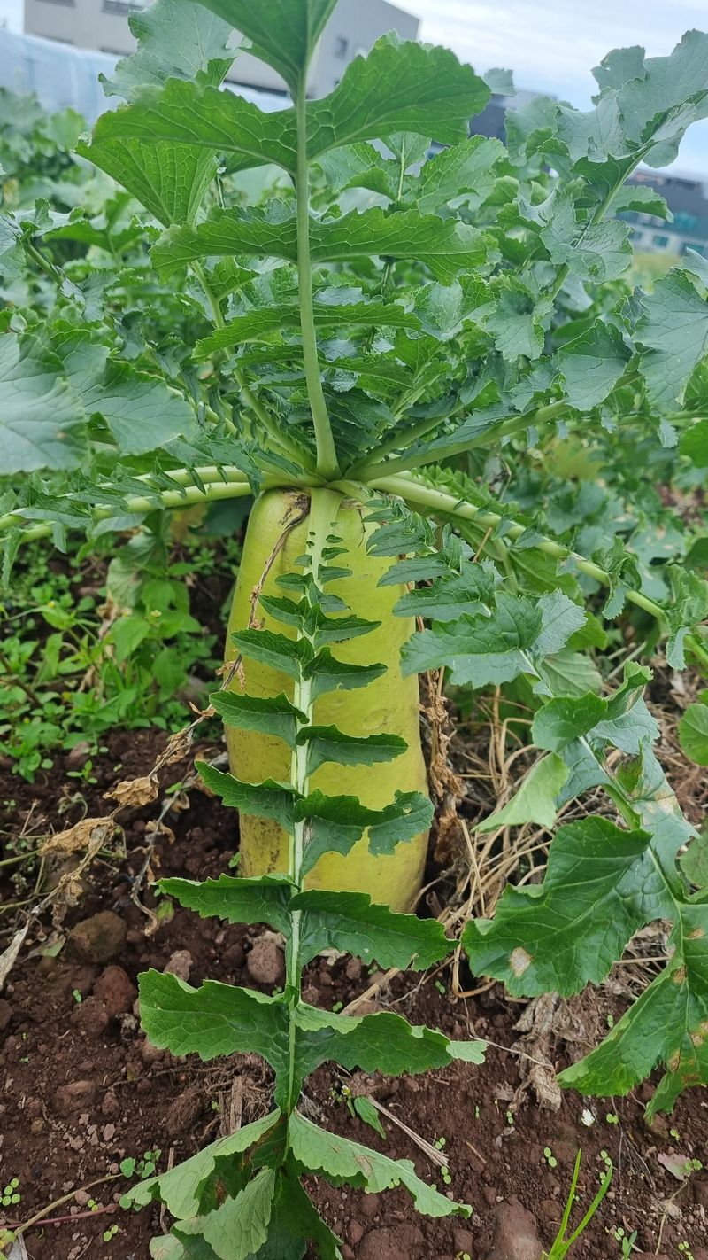장터 상품 [제주 월동무] 썸네일