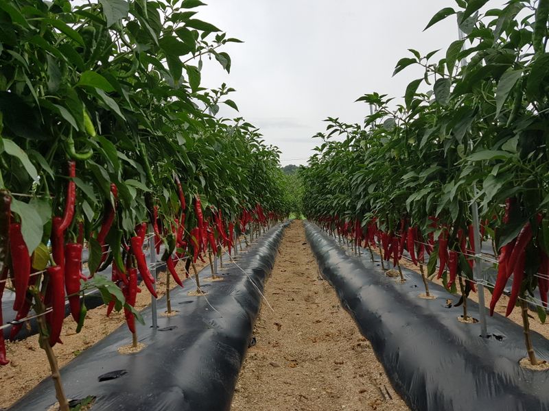 장터 상품 [가족들먹으려 직접재배 수확한 고춧가루 여유분 판매합니다  중간매운맛 씨 별로없어서 안빼고 빻았어요   600g1근 ] 썸네일