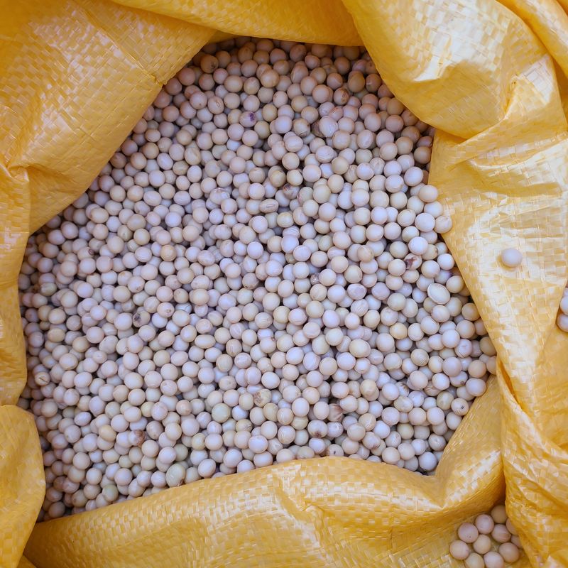 장터 상품 [메주콩  (대원콩 )판매요] 썸네일