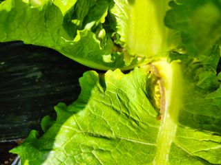 세종셋맘님의 배추 · 병해충상담 작성글 사진