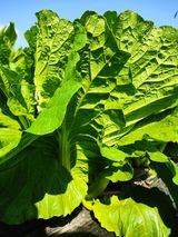 팜모닝 배추·병해충상담 게시글 이미지