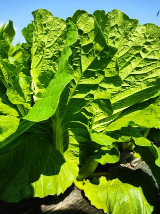 세종셋맘님의 배추 · 병해충상담 작성글 사진