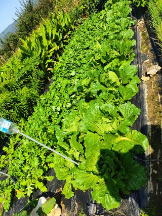 세종셋맘님의 배추 · 병해충상담 작성글 사진