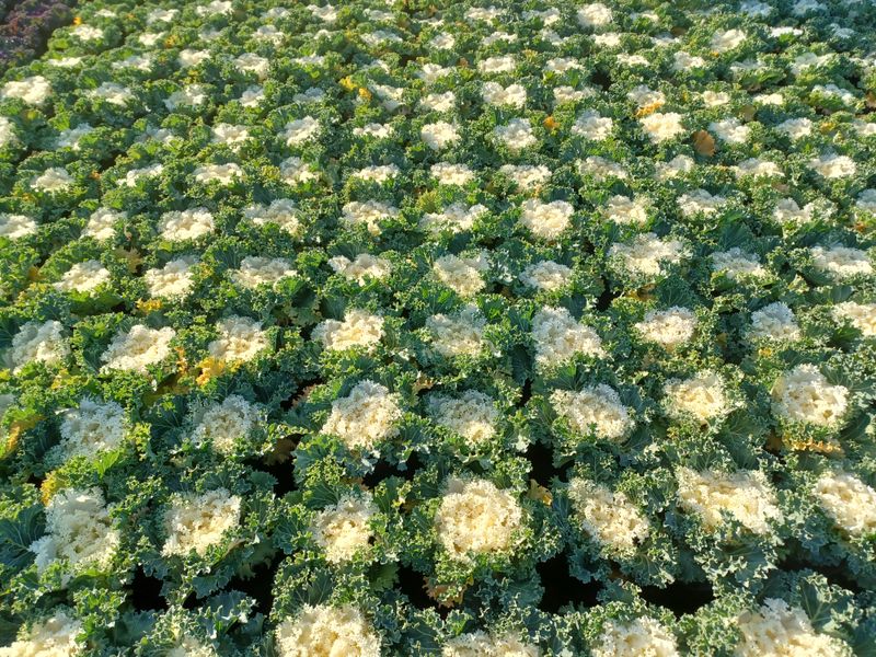 장터 상품 [꽃배추 ] 썸네일