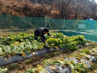이철호님의 배추·수확 작성글 사진