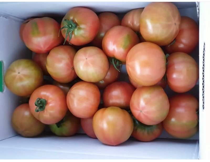 옥 란 (경남거제)님의 장터 판매 상품 [완숙토마토 5kg] 첨부 사진
