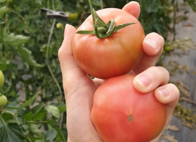 옥 란 (경남거제)님의 장터 판매 상품 [완숙토마토 5kg] 첨부 사진
