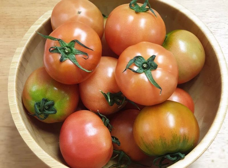 옥 란 (경남거제)님의 장터 판매 상품 [완숙토마토 5kg] 첨부 사진