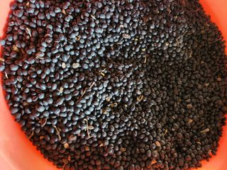 Preotu님의 기타작물 · 자유게시판 작성글 사진