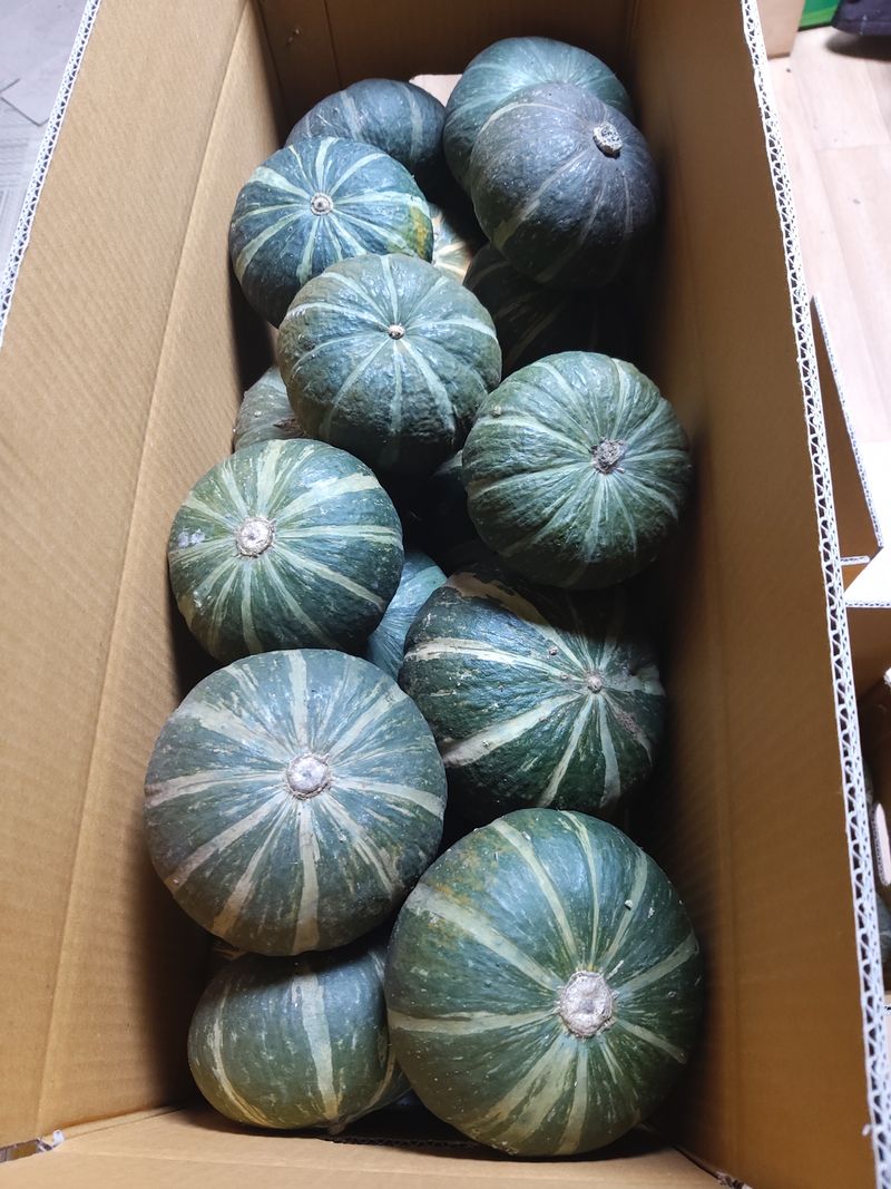 장터 상품 [미니 단호박 10kg(판매 완료)] 썸네일