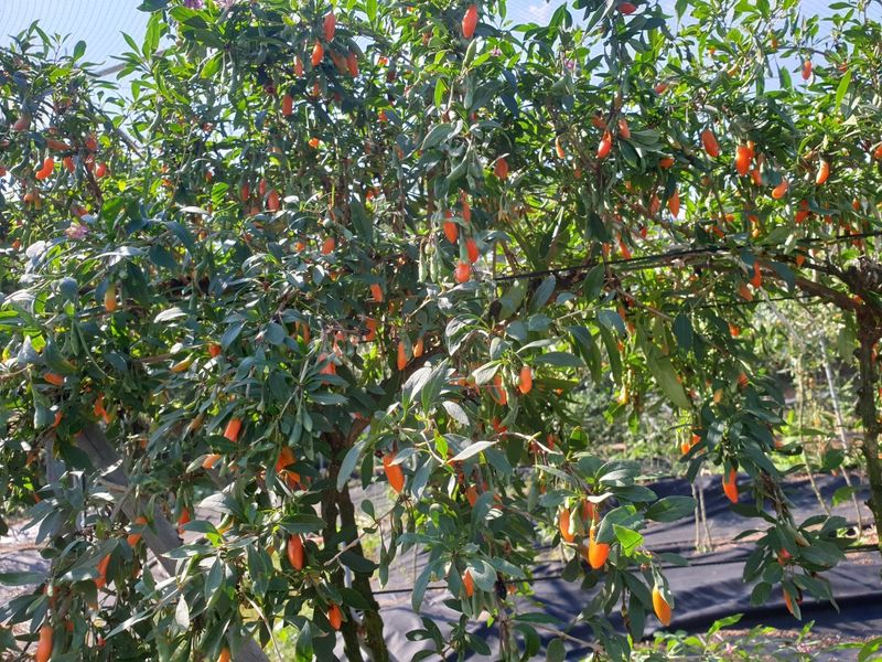 김태남님의 장터 판매 상품 [구기자500그램] 첨부 사진