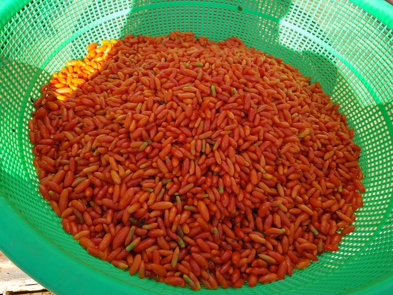 김태남님의 장터 판매 상품 [구기자500그램] 첨부 사진