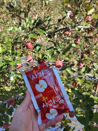 하늘아래사과나무님의 사과 · 시세•판로 작성글 사진