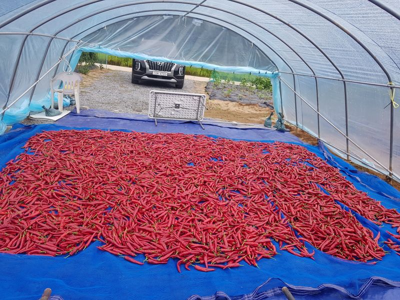 홍&이님의 장터 판매 상품 [청정지역 평창강을 끼고있는 텃밭에서 키운 고추가루  총 10kg (600g 1근)] 첨부 사진