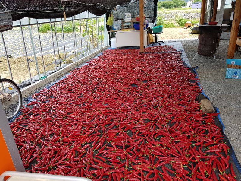 홍&이님의 장터 판매 상품 [청정지역 평창강을 끼고있는 텃밭에서 키운 고추가루  총 10kg (600g 1근)] 첨부 사진