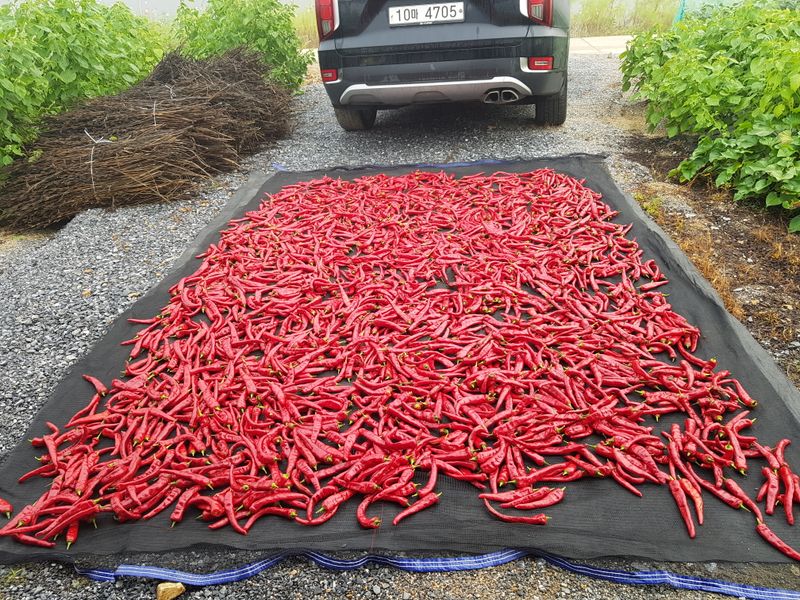 홍&이님의 장터 판매 상품 [청정지역 평창강을 끼고있는 텃밭에서 키운 고추가루  총 10kg (600g 1근)] 첨부 사진