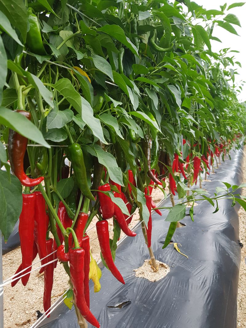 홍&이님의 장터 판매 상품 [청정지역 평창강을 끼고있는 텃밭에서 키운 고추가루  총 10kg (600g 1근)] 첨부 사진