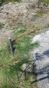 팜모닝 기타작물·병해충상담 게시글 이미지