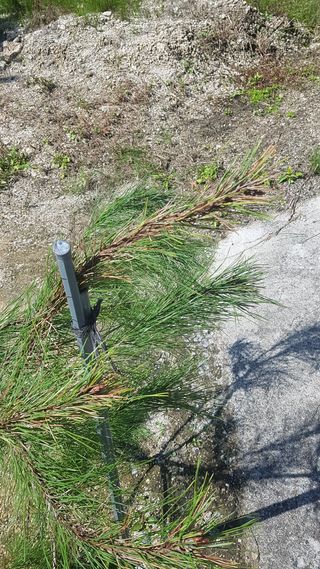 멍청왕님의 기타작물 · 병해충상담 작성글 사진