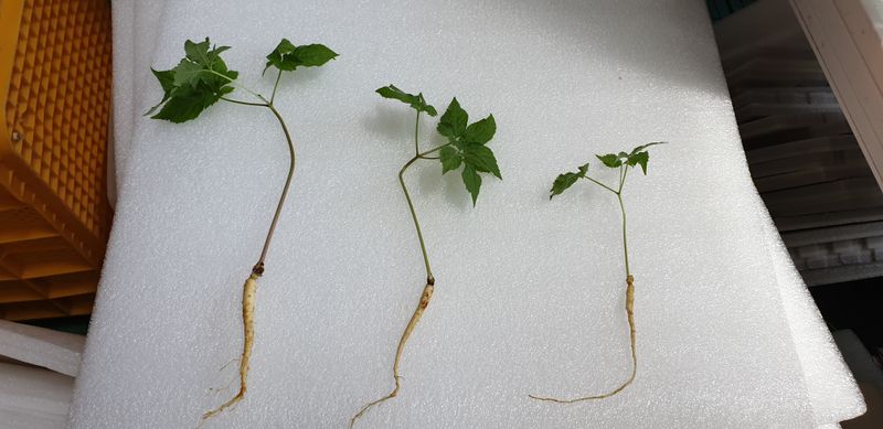 장터 상품 [수경새싹인삼] 썸네일