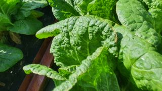 한억용님의 배추 · 병해충상담 작성글 사진