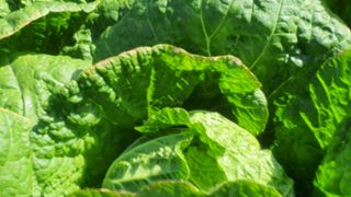 한억용님의 배추 · 병해충상담 작성글 사진