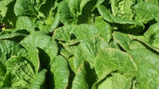 한억용님의 배추 · 병해충상담 작성글 사진