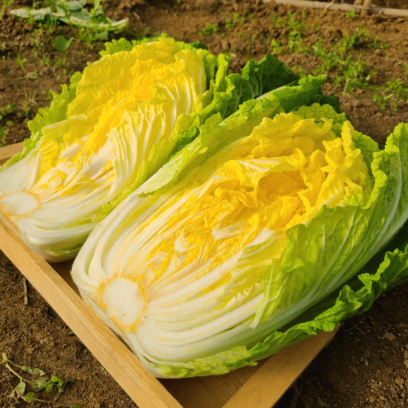 장터 상품 [무농약 베타카로틴 쌈배추 ] 썸네일