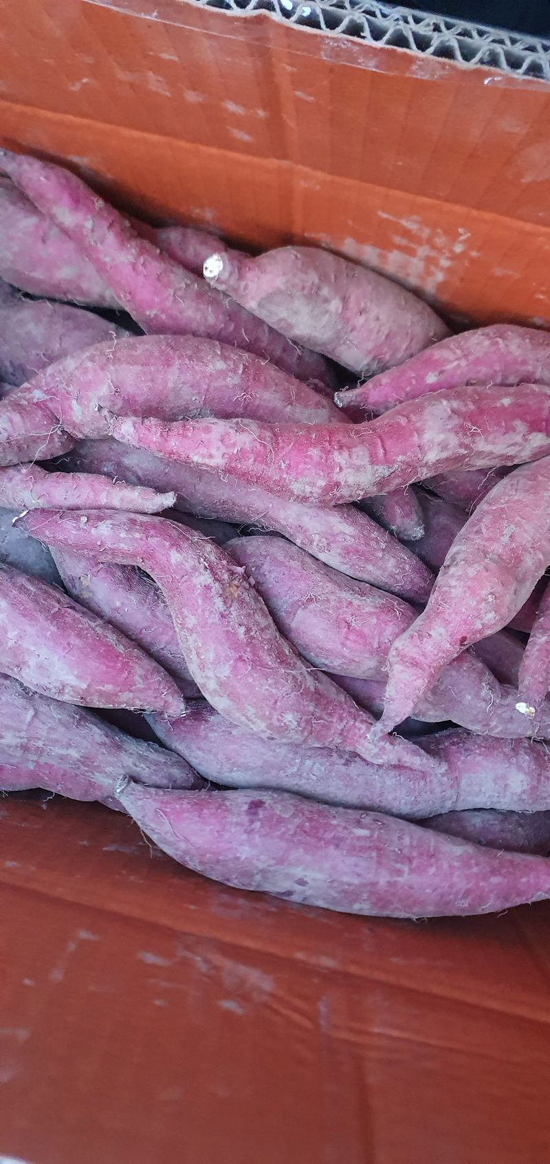 장터 상품 [10kg] 썸네일