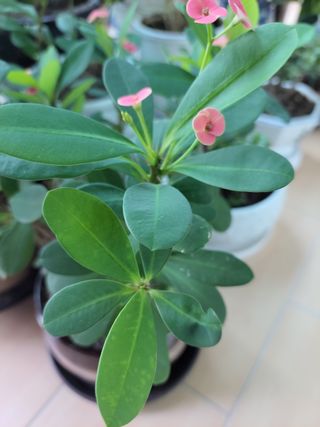 퇴촌귀농님의 기타작물 · 병해충상담 작성글 사진