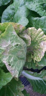 팜모닝 배추·병해충상담 게시글 이미지