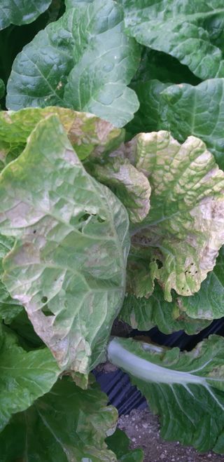 설악빌리지님의 배추 · 병해충상담 작성글 사진