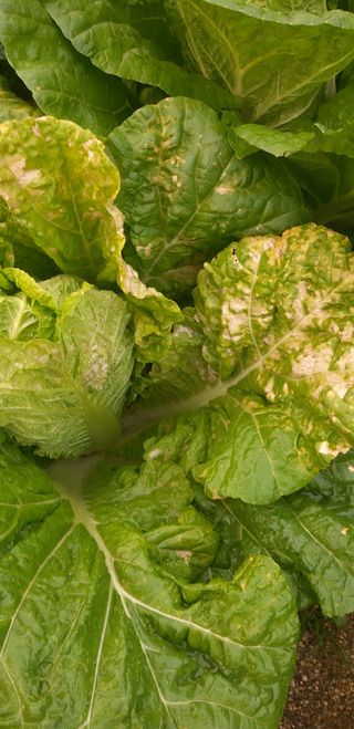 설악빌리지님의 배추 · 병해충상담 작성글 사진